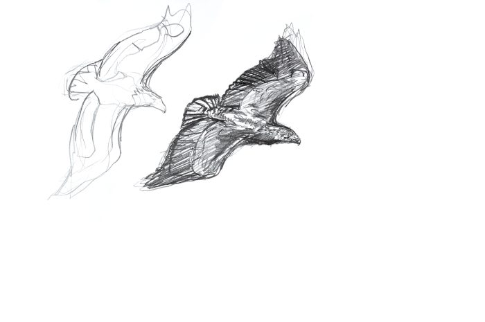 Young White-tailed Eagle - Fieldsketch