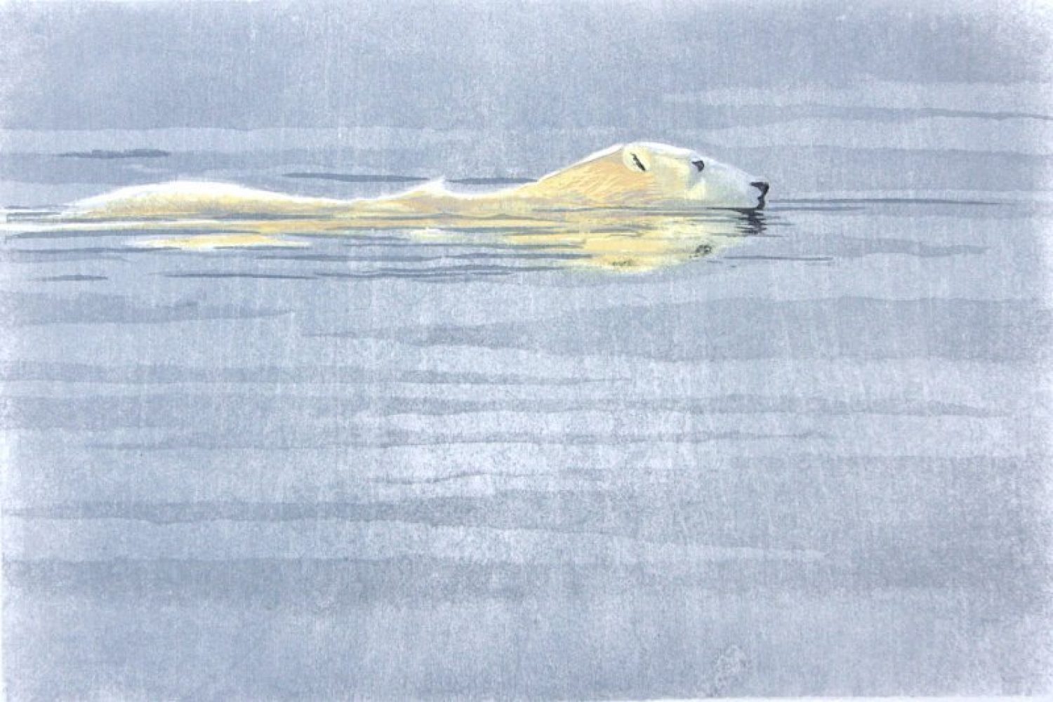 Polar Bear swimming - Svalbard 2017 - 8 wood boards