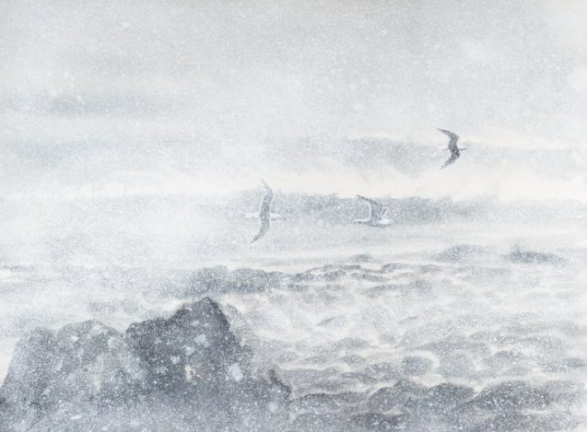 goeland_tempete_aq_700px Goélands dans la tempête - Norvège - 2021